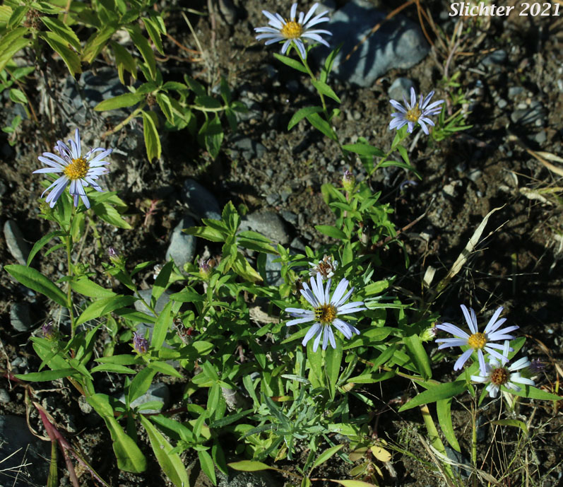 Douglas Aster, Douglas' Aster: Symphyotrichum subspicatum (Synonyms: Aster bulteri, Aster douglasii, Aster maccallae, Aster subspicatus, Aster subspicatus var. grayi, Aster subspicatus var. subspicatus, Symphyotrichum subspicatum var. grayi)