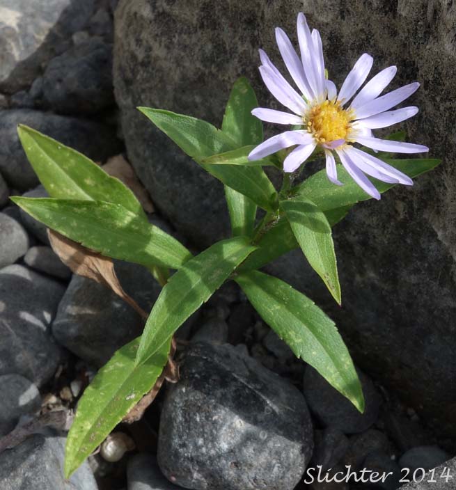 Douglas Aster, Douglas' Aster: Symphyotrichum subspicatum (Synonyms: Aster bulteri, Aster douglasii, Aster maccallae, Aster subspicatus, Aster subspicatus var. grayi, Aster subspicatus var. subspicatus, Symphyotrichum subspicatum var. grayi)