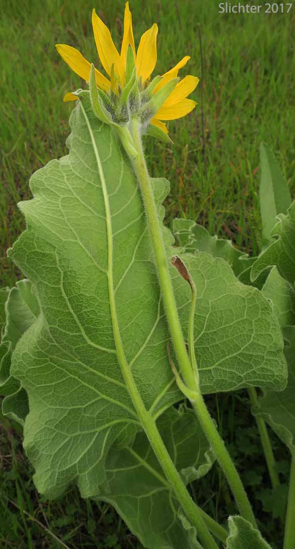 Hybrid Balsamroot: Balsamorhiza careyana x deltoidea