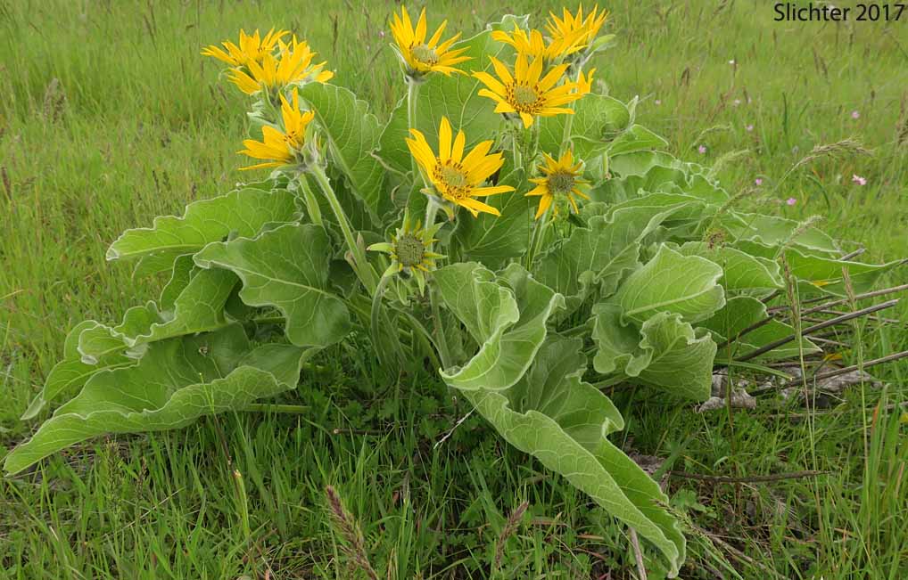 Hybrid Balsamroot: Balsamorhiza careyana x deltoidea
