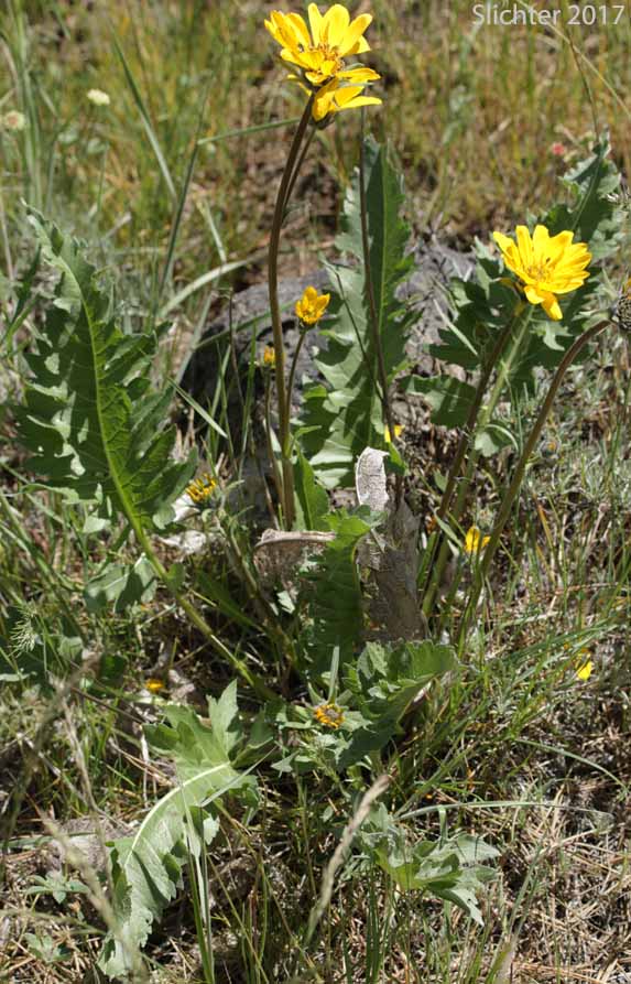 Hybrid Balsamroot: Balsamorhiza careyana X hookeri