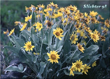 Arrowleaf Balsamroot, Arrow-leaf Balsamroot: Balsamorhiza sagittata