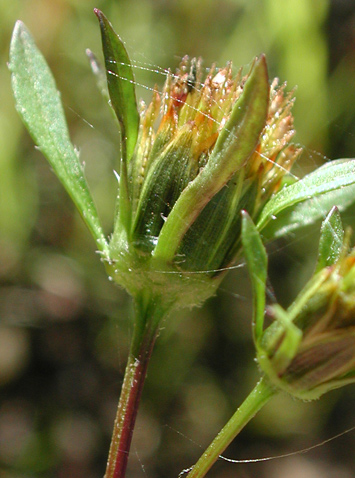 Devil's Pitchfork, Devil's Beggarticks, Leafy Beggarticks, Sticktight: Bidens frondosa