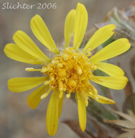 Hairy False Goldenaster, Hairy Goldaster, Hairy Goldenaster, Leafy Goldenaster: Heterotheca villosa var. villosa (Synonyms: Chrysopsis villosa var. foliosa, Chrysopsis villosa var. villosa, Heterotheca villosa var. foliosa)