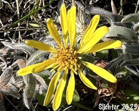 Hairy Goldenaster, Hispid Goldenaster: Heterotheca villosa var. minor (Synonyms: Chrysopsis villosa var. hispida, Chrysopsis villosa var. viscida, Heterotheca villosa var. hispida)