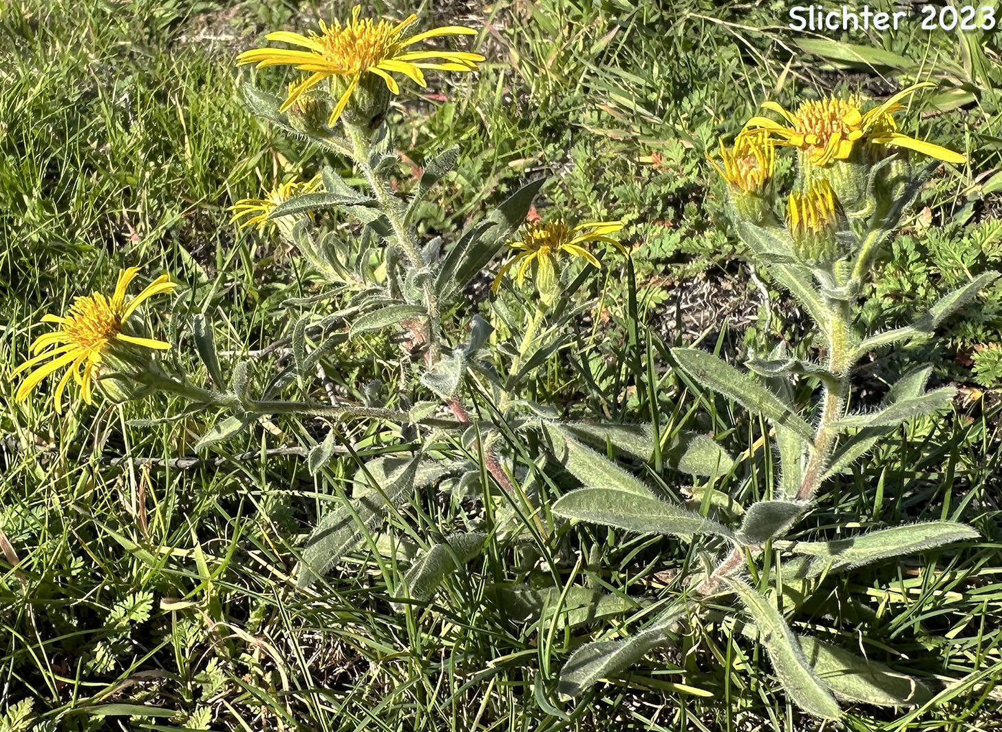 Hairy Goldenaster, Hispid Goldenaster: Heterotheca villosa var. minor (Synonyms: Chrysopsis villosa var. hispida, Chrysopsis villosa var. viscida, Heterotheca villosa var. hispida)