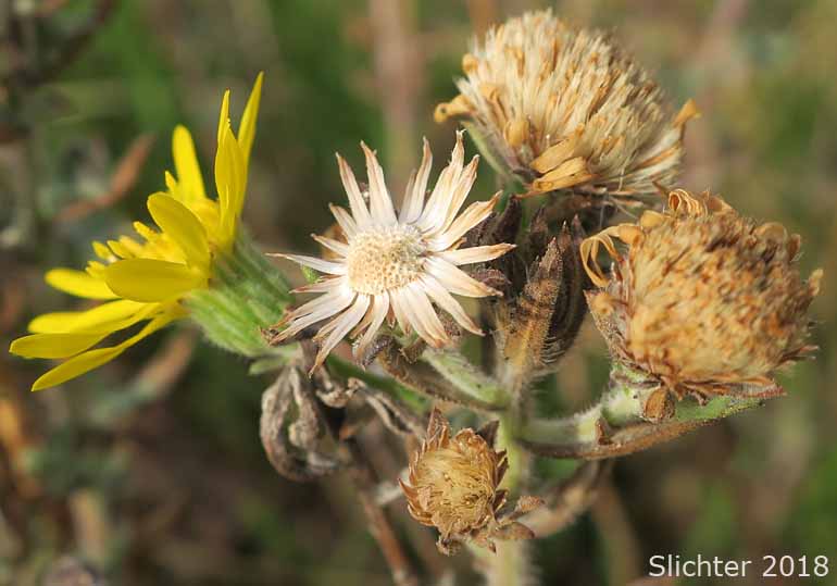 Hairy False Goldenaster, Hairy Goldaster, Hairy Goldenaster, Leafy Goldenaster: Heterotheca villosa var. villosa (Synonyms: Chrysopsis villosa var. foliosa, Chrysopsis villosa var. villosa, Heterotheca villosa var. foliosa)