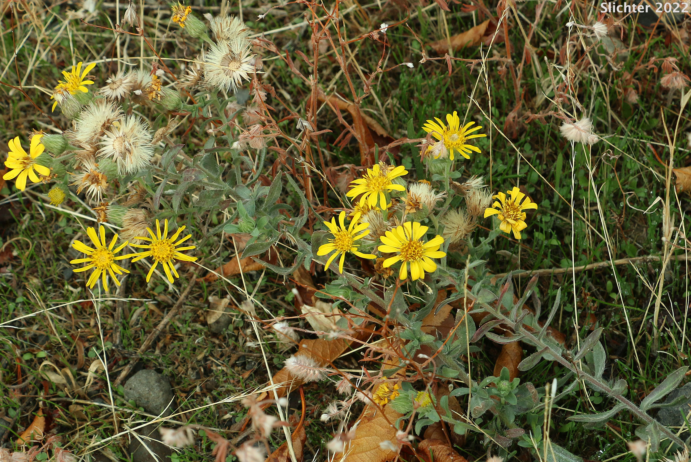 Hairy False Goldenaster, Hairy Goldaster, Hairy Goldenaster, Leafy Goldenaster: Heterotheca villosa var. villosa (Synonyms: Chrysopsis villosa var. foliosa, Chrysopsis villosa var. villosa, Heterotheca villosa var. foliosa)