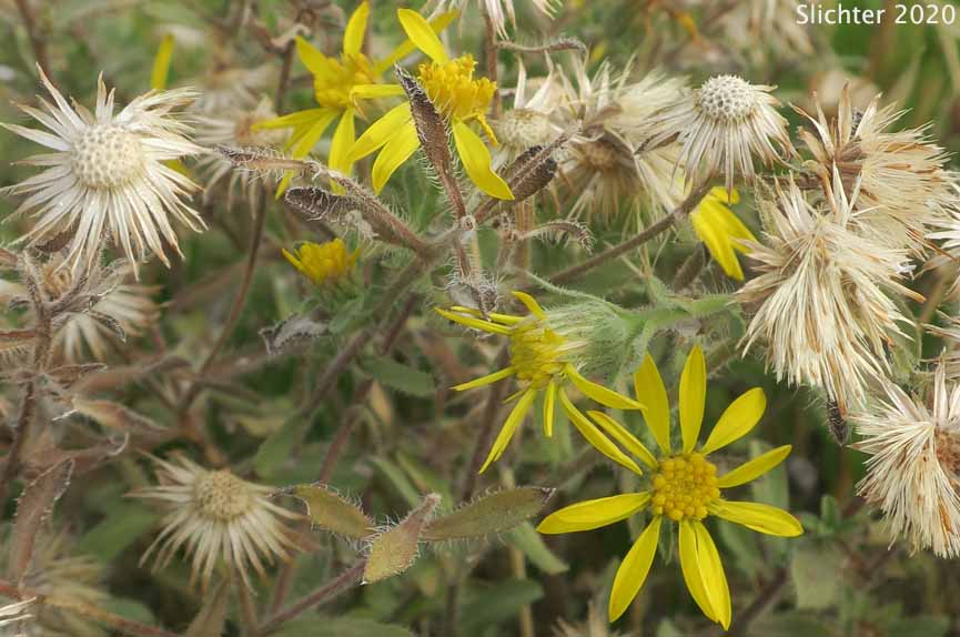 Hairy False Goldenaster, Hairy Goldaster, Hairy Goldenaster, Leafy Goldenaster: Heterotheca villosa var. villosa (Synonyms: Chrysopsis villosa var. foliosa, Chrysopsis villosa var. villosa, Heterotheca villosa var. foliosa)