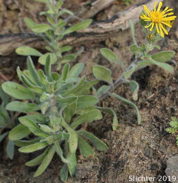Hairy False Goldenaster, Hairy Goldaster, Hairy Goldenaster, Leafy Goldenaster: Heterotheca villosa var. villosa (Synonyms: Chrysopsis villosa var. foliosa, Chrysopsis villosa var. villosa, Heterotheca villosa var. foliosa)