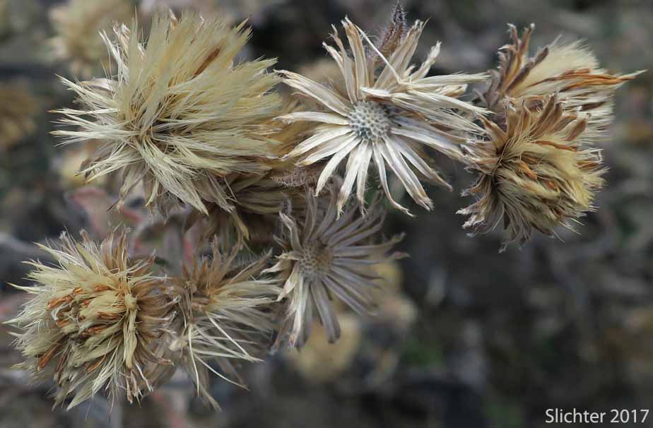 Seed heads of Hairy False Goldenaster, Hairy Goldaster, Hairy Goldenaster, Leafy Goldenaster: Heterotheca villosa var. villosa (Synonyms: Chrysopsis villosa var. foliosa, Chrysopsis villosa var. villosa, Heterotheca villosa var. foliosa)