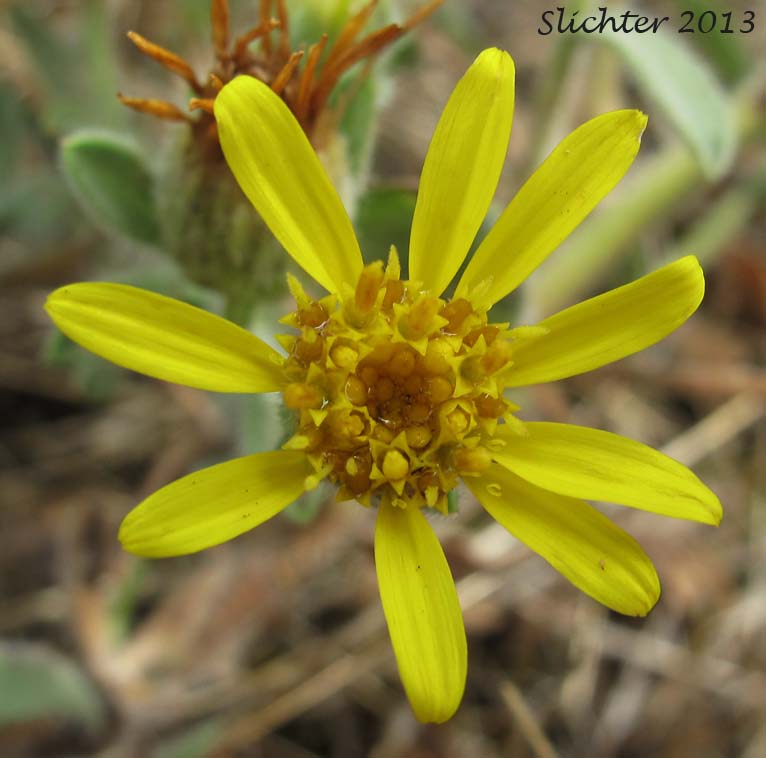 Hairy False Goldenaster, Hairy Goldaster, Hairy Goldenaster, Leafy Goldenaster: Heterotheca villosa var. villosa (Synonyms: Chrysopsis villosa var. foliosa, Chrysopsis villosa var. villosa, Heterotheca villosa var. foliosa)