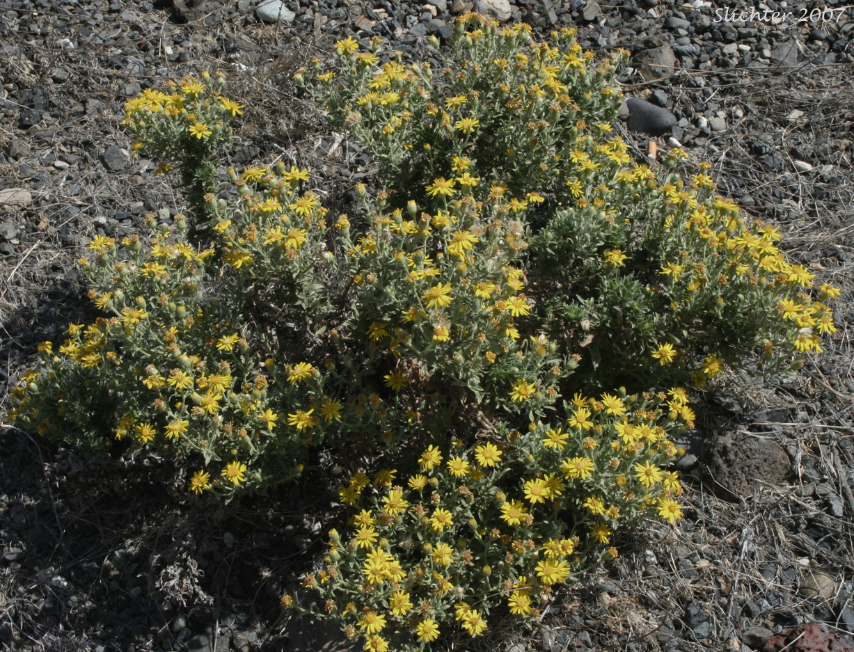 Hairy False Goldenaster, Hairy Goldaster, Hairy Goldenaster, Leafy Goldenaster: Heterotheca villosa var. villosa (Synonyms: Chrysopsis villosa var. foliosa, Chrysopsis villosa var. villosa, Heterotheca villosa var. foliosa)
