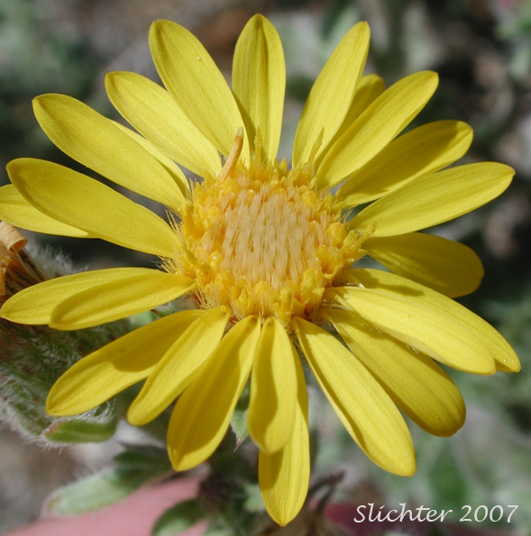 Flower head of Hairy False Goldenaster, Hairy Goldaster, Hairy Goldenaster, Leafy Goldenaster: Heterotheca villosa var. villosa (Synonyms: Chrysopsis villosa var. foliosa, Chrysopsis villosa var. villosa, Heterotheca villosa var. foliosa)