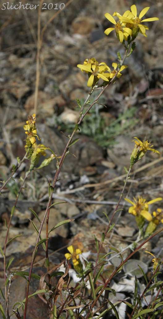 Columbia River Daisy, Hall's Columbiadoria, Hall's Goldenweed: Columbiadoria hallii (Synonyms: Haplopappus hallii, Hesperodoria hallii)