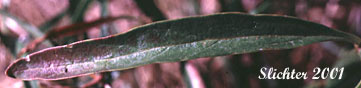 Stem leaf of Columbia River Daisy, Hall's Columbiadoria, Hall's Goldenweed: Columbiadoria hallii (Synonyms: Haplopappus hallii, Hesperodoria hallii)