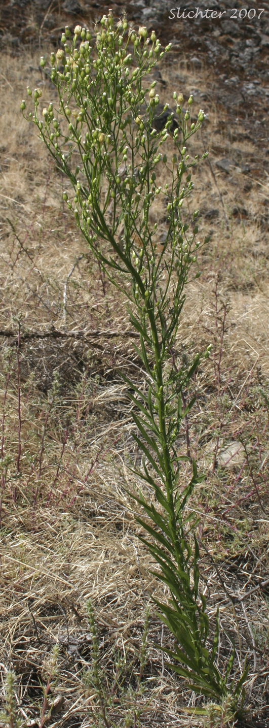 Canada Fleabane, Canadian Fleabane, Horseweed: Conyza canadensis (Synonyms: Conyza canadensis var. canadensis, Conyza canadensis var. glabrata)
