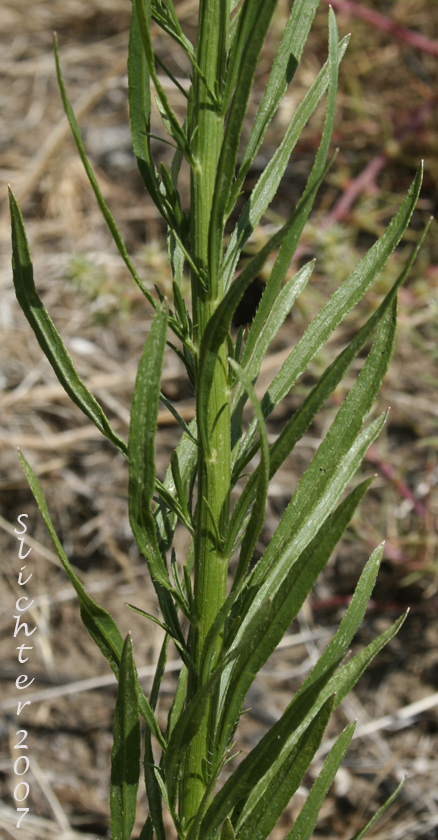 Canada Fleabane, Canadian Fleabane, Horseweed: Conyza canadensis (Synonyms: Conyza canadensis var. canadensis, Conyza canadensis var. glabrata)