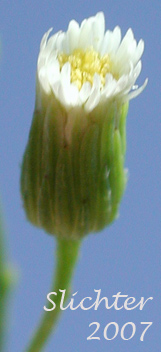 Canada Fleabane, Canadian Fleabane, Horseweed: Conyza canadensis (Synonyms: Conyza canadensis var. canadensis, Conyza canadensis var. glabrata)