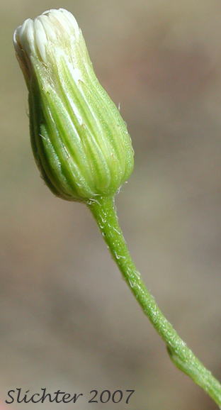 Canada Fleabane, Canadian Fleabane, Horseweed: Conyza canadensis (Synonyms: Conyza canadensis var. canadensis, Conyza canadensis var. glabrata)