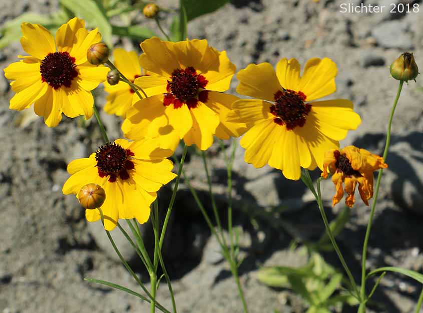 Calliopsis, Columbia Coreopsis, Golden Tickseed: Coreopsis tinctoria var. atkinsoniana (Synonyms: Coreopsis atkinsoniana, Coreopsis tinctoria var. tinctoria)