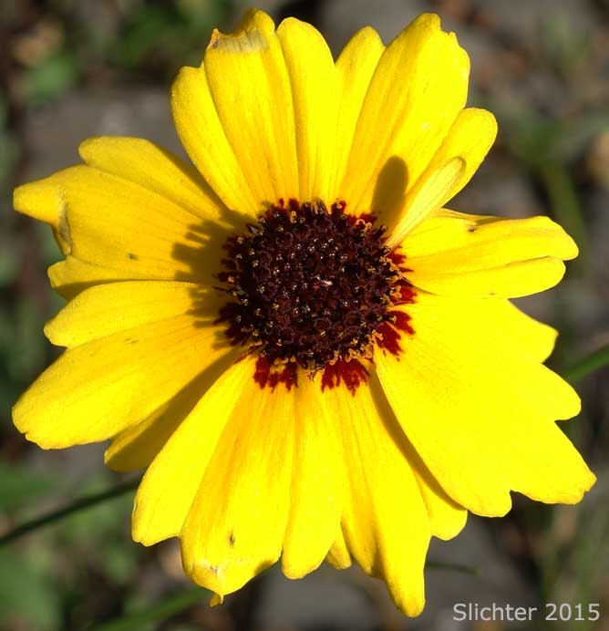 Calliopsis, Columbia Coreopsis, Golden Tickseed: Coreopsis tinctoria var. atkinsoniana (Synonyms: Coreopsis atkinsoniana, Coreopsis tinctoria var. tinctoria)