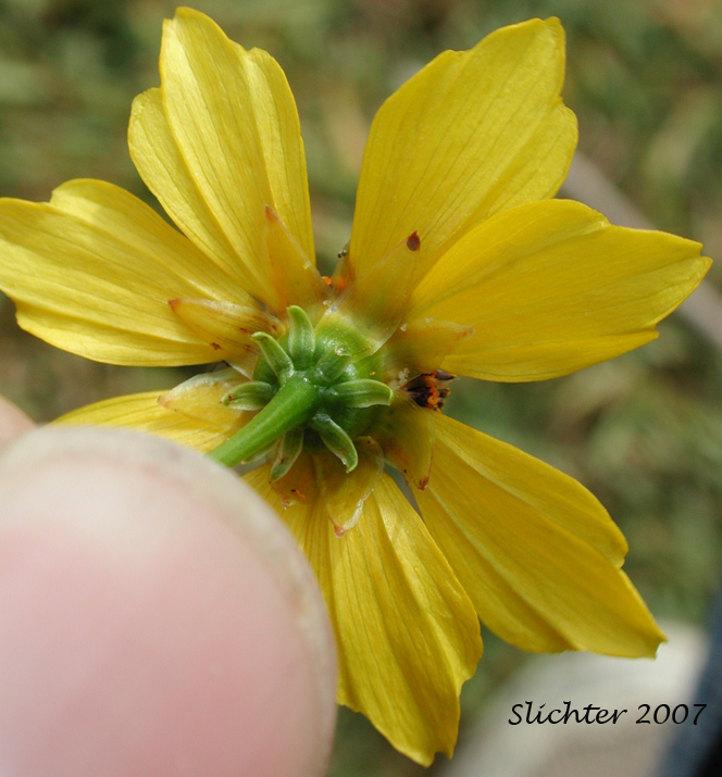 Involucral bracts of Calliopsis, Columbia Coreopsis, Golden Tickseed: Coreopsis tinctoria var. atkinsoniana (Synonyms: Coreopsis atkinsoniana, Coreopsis tinctoria var. tinctoria)