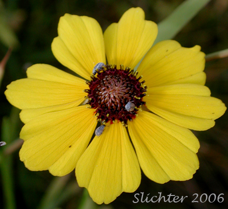 Flower head of Calliopsis, Columbia Coreopsis, Golden Tickseed: Coreopsis tinctoria var. atkinsoniana (Synonyms: Coreopsis atkinsoniana, Coreopsis tinctoria var. tinctoria)