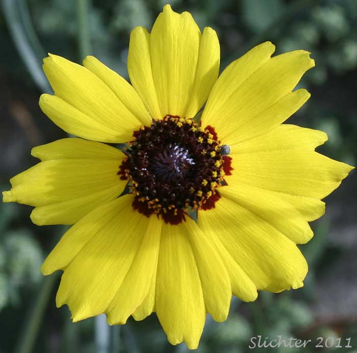 Flower head of Calliopsis, Columbia Coreopsis, Golden Tickseed: Coreopsis tinctoria var. atkinsoniana (Synonyms: Coreopsis atkinsoniana, Coreopsis tinctoria var. tinctoria)