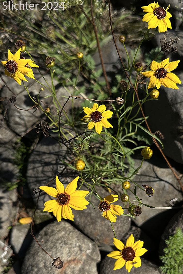 Calliopsis, Columbia Coreopsis, Golden Tickseed: Coreopsis tinctoria var. atkinsoniana (Synonyms: Coreopsis atkinsoniana, Coreopsis tinctoria var. tinctoria)