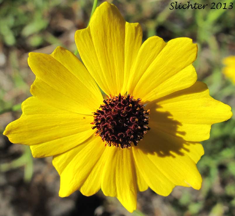 Flower head of Calliopsis, Columbia Coreopsis, Golden Tickseed: Coreopsis tinctoria var. atkinsoniana (Synonyms: Coreopsis atkinsoniana, Coreopsis tinctoria var. tinctoria)