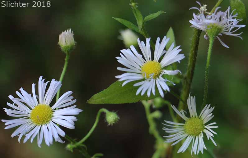Annual Fleabane, Eastern Daisy Fleabane, Sweet Scabrous Erigeron, Sweet Scabrous Fleabane: Erigeron annuus (Synonyms: Aster annuus, Erigeron annuus var. discoideus)