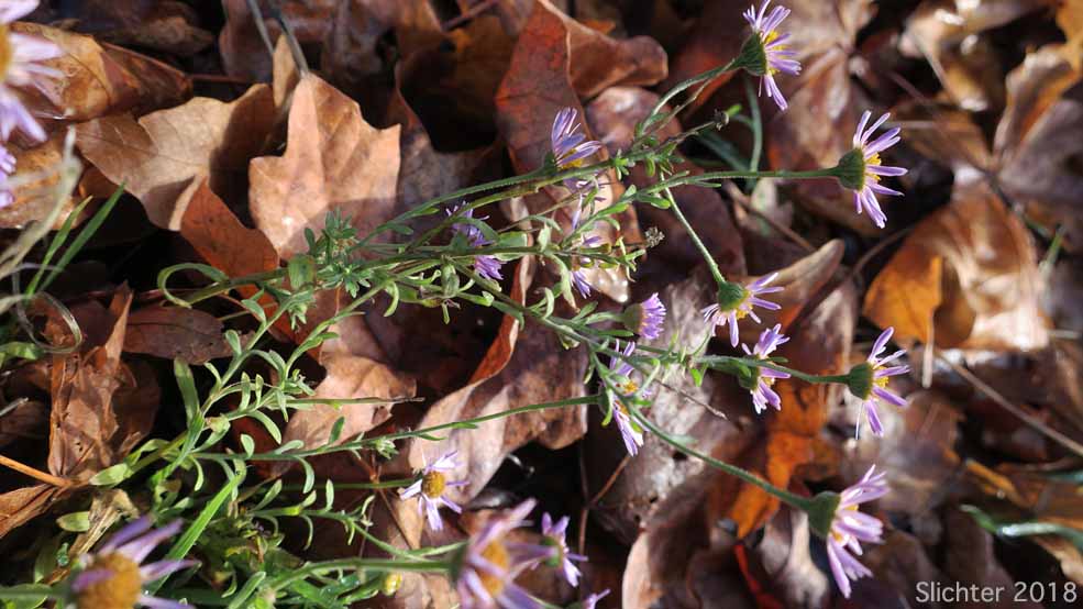 Diffuse Daisy, Diffuse Fleabane, Spreading Fleabane: Erigeron divergens (Synonym: Erigeron divergens var. divergens)