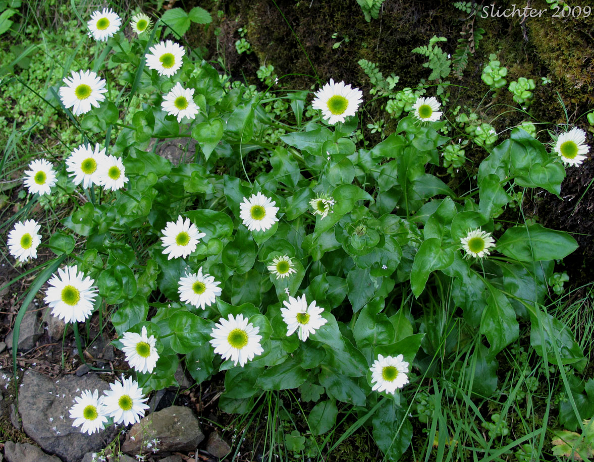 Howell's Daisy, Howell's Fleabane: Erigeron howellii (Synonym: Erigeron salsuginosus var. howellii)