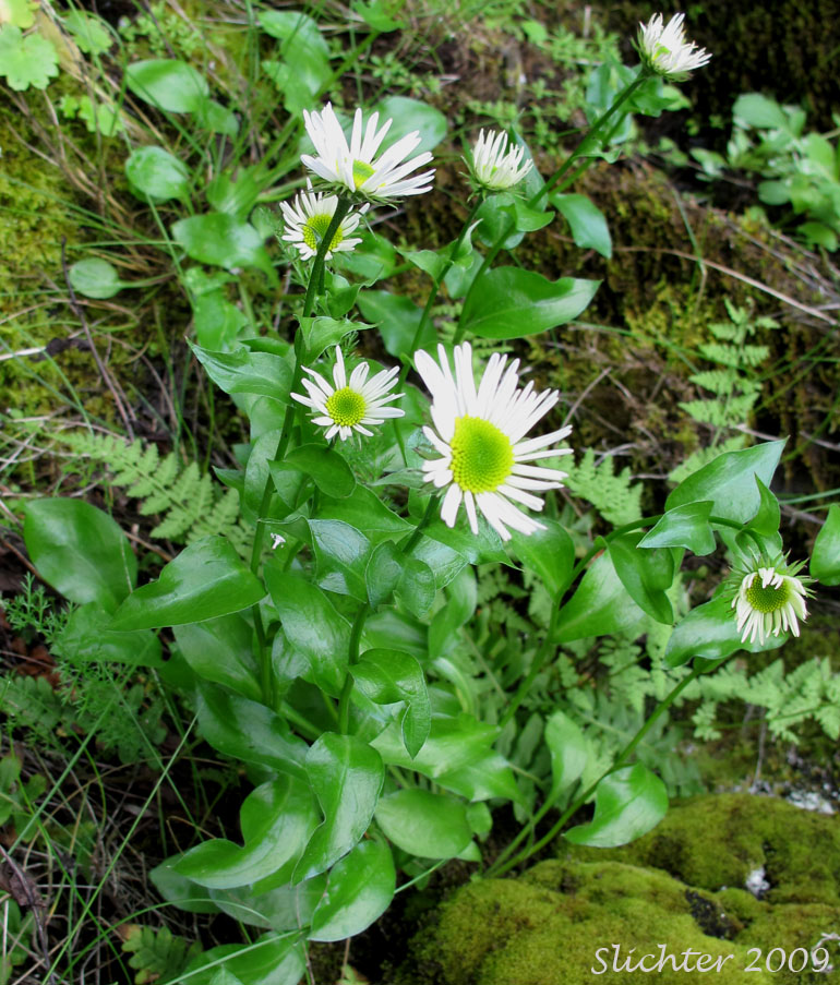 Howell's Daisy, Howell's Fleabane: Erigeron howellii (Synonym: Erigeron salsuginosus var. howellii)
