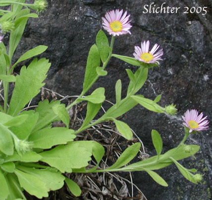 Columbia Gorge Daisy, Gorge Daisy, Gorge Fleabane, Oregon Fleabane: Erigeron oreganus