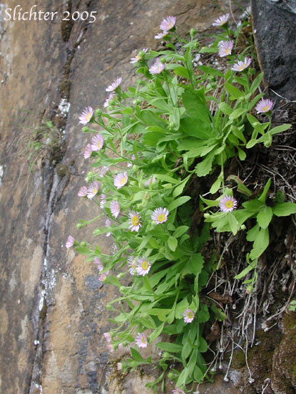 Columbia Gorge Daisy, Gorge Daisy, Gorge Fleabane, Oregon Fleabane: Erigeron oreganus
