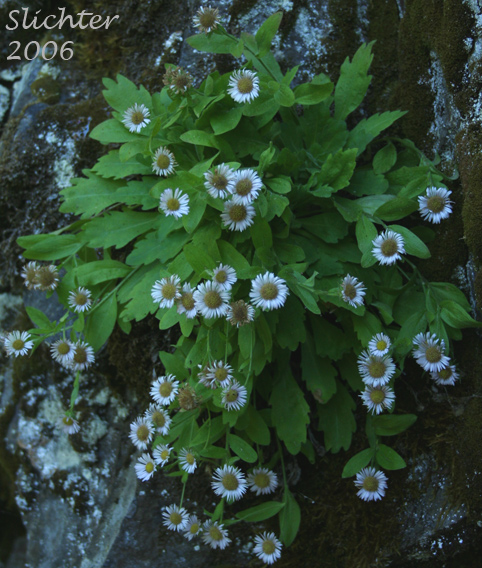 Columbia Gorge Daisy, Gorge Daisy, Gorge Fleabane, Oregon Fleabane: Erigeron oreganus