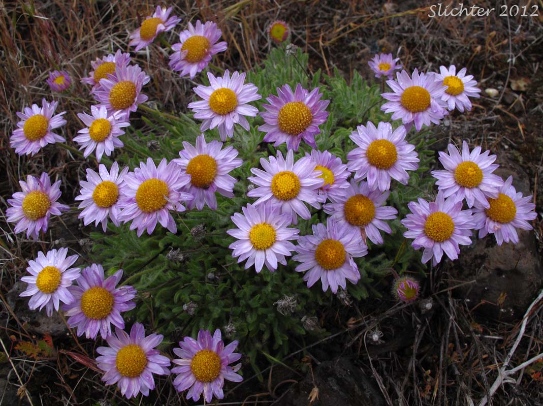 Cushion Fleabane, Hairy-seeded Daisy, Kittitas Fleabane, Purple Cushion Fleabane: Erigeron poliospermus var. poliospermus