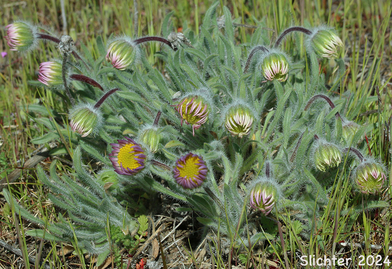 Cushion Fleabane, Hairy-seeded Daisy, Kittitas Fleabane, Purple Cushion Fleabane: Erigeron poliospermus var. poliospermus