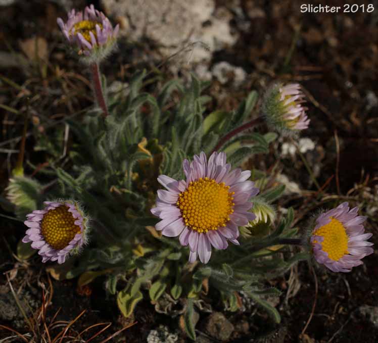 Cushion Fleabane, Hairy-seeded Daisy, Kittitas Fleabane, Purple Cushion Fleabane: Erigeron poliospermus var. poliospermus
