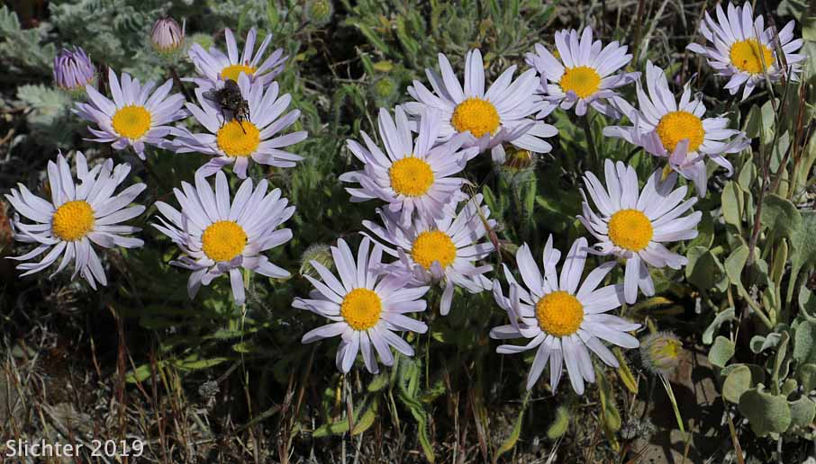 Cushion Fleabane, Hairy-seeded Daisy, Kittitas Fleabane, Purple Cushion Fleabane: Erigeron poliospermus var. poliospermus