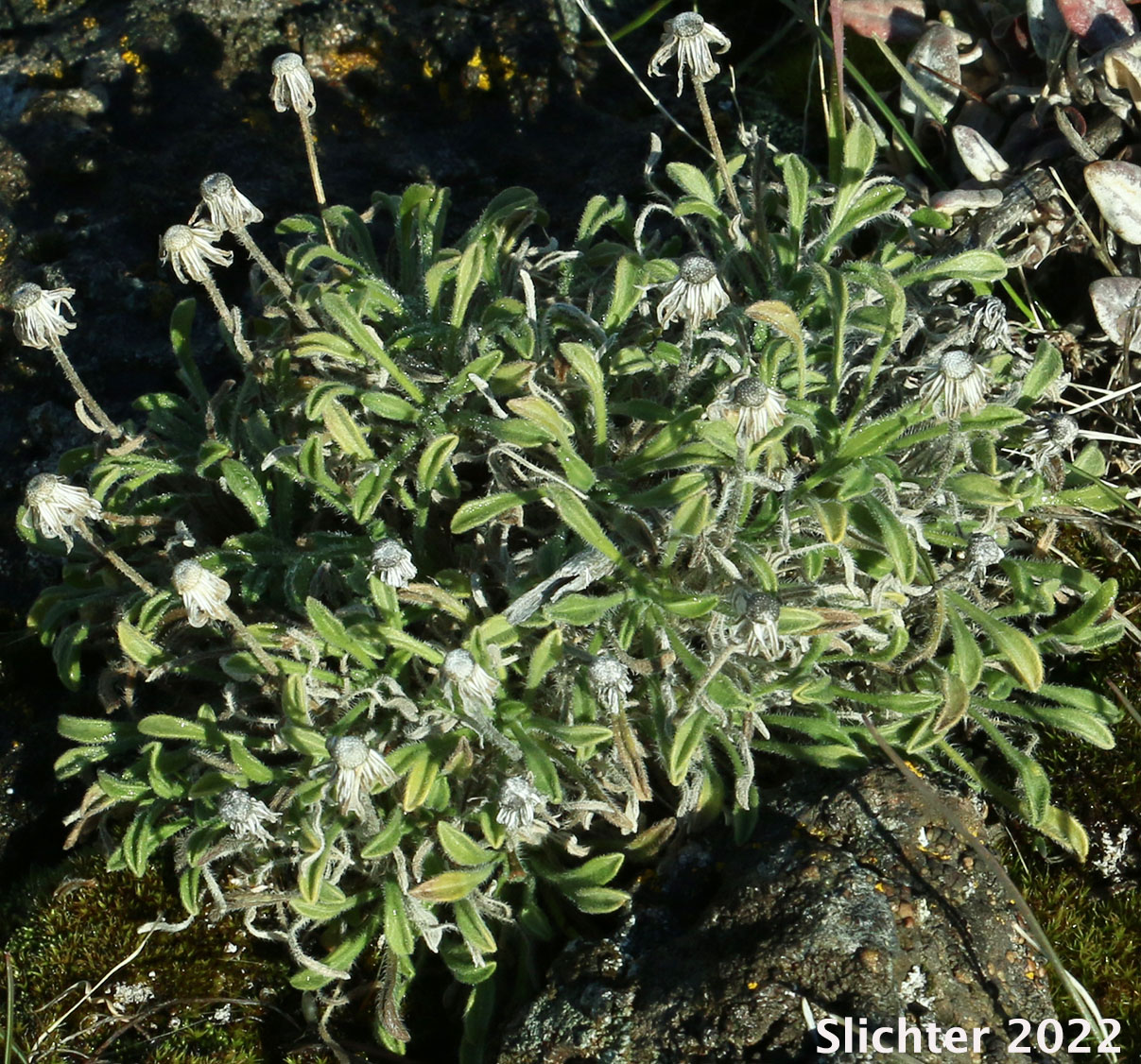 Cushion Fleabane, Hairy-seeded Daisy, Kittitas Fleabane, Purple Cushion Fleabane: Erigeron poliospermus var. poliospermus