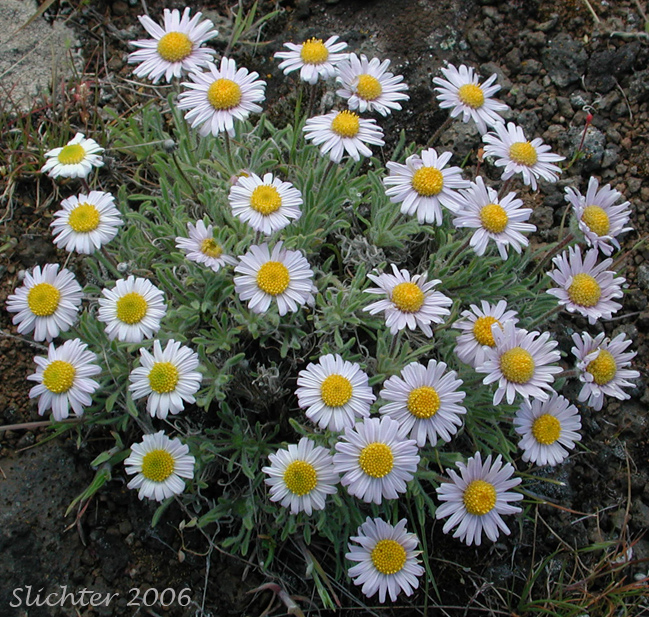 Cushion Fleabane, Hairy-seeded Daisy, Kittitas Fleabane, Purple Cushion Fleabane: Erigeron poliospermus var. poliospermus