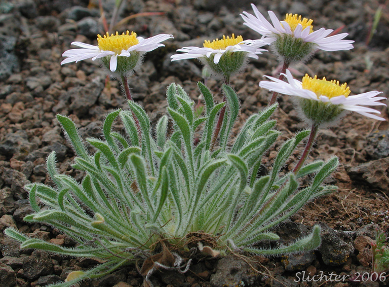 Cushion Fleabane, Hairy-seeded Daisy, Kittitas Fleabane, Purple Cushion Fleabane: Erigeron poliospermus var. poliospermus