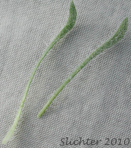 Leaves of Cushion Fleabane, Hairy-seeded Daisy, Kittitas Fleabane, Purple Cushion Fleabane: Erigeron poliospermus var. poliospermus
