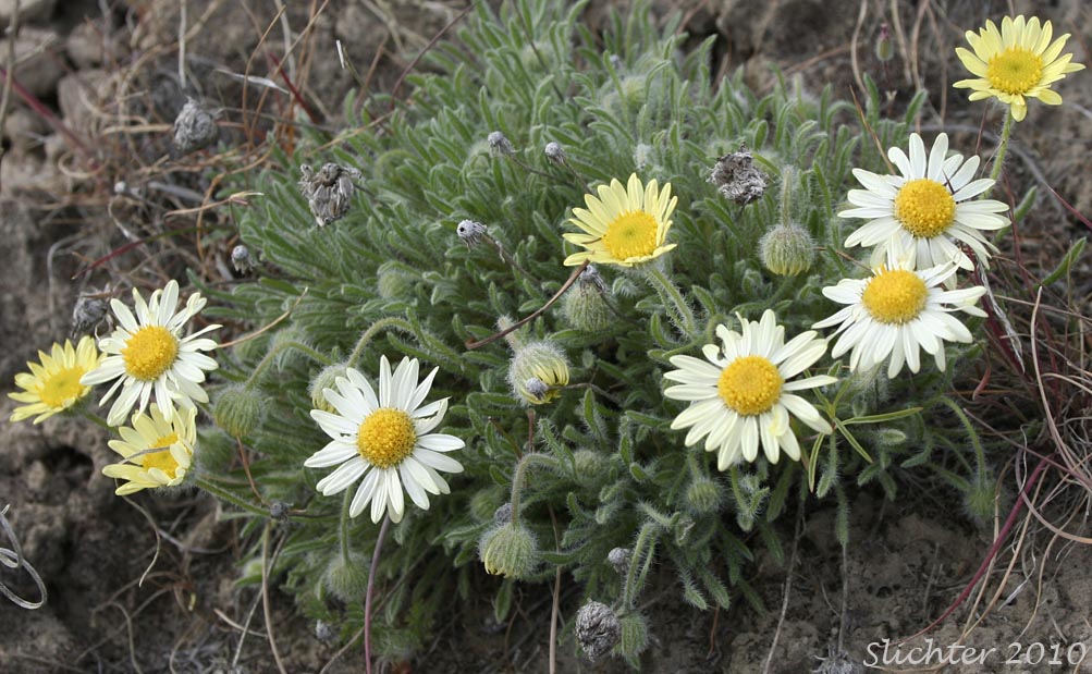 Cushion Fleabane, Hairy-seeded Daisy, Kittitas Fleabane, Purple Cushion Fleabane: Erigeron poliospermus var. poliospermus