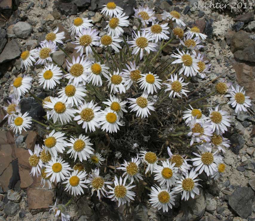 Cushion Fleabane, Hairy-seeded Daisy, Kittitas Fleabane, Purple Cushion Fleabane: Erigeron poliospermus var. poliospermus