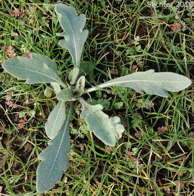 The basal leaves of Blanket Flower, Common Gaillardia, Great-flowered Gaillardia: Gaillardia aristata