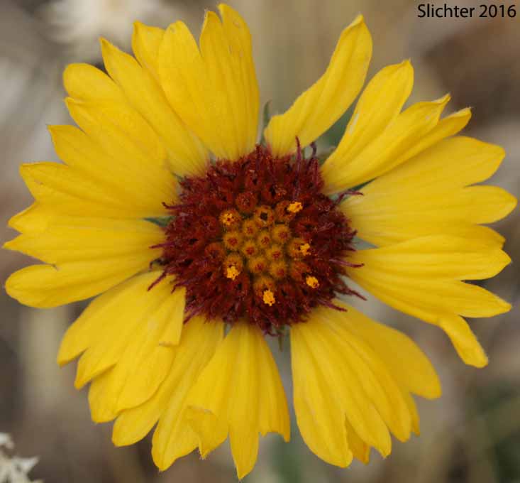 Blanket Flower, Common Gaillardia, Great-flowered Gaillardia: Gaillardia aristata